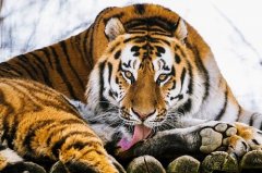 属虎2023年开运吉祥物，属虎2023年佩戴和摆放什么旺运招财