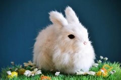 2023兔年清明节出生的人命好不好，清明节出生的兔一生运势如何